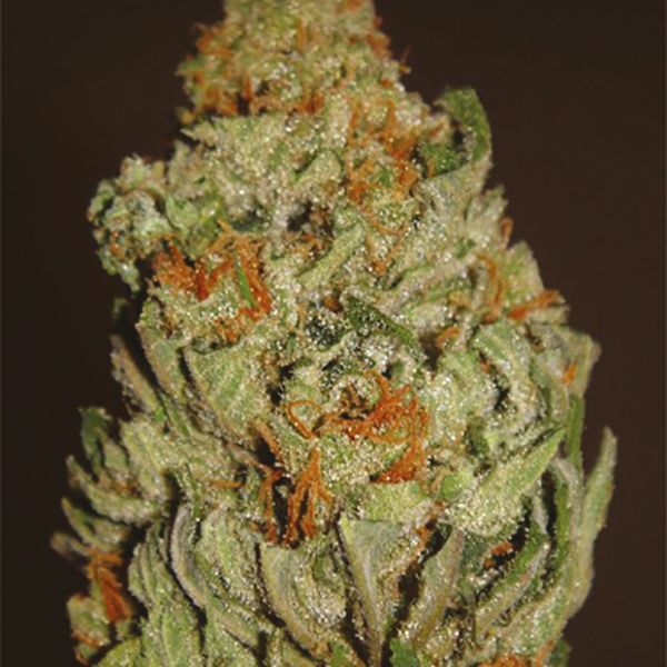 Cheese Diesel Strain Seeds 