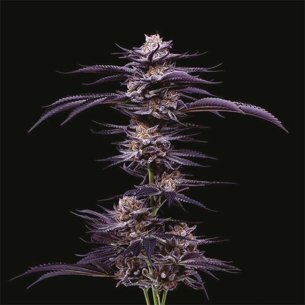 Purple Punch Fem Purple Punch Fem