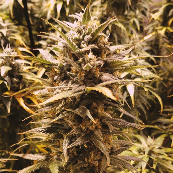 Auto Gorilla Glue #4 Fem