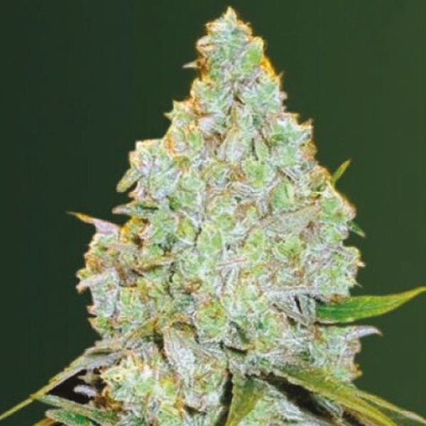 Green Crack x Amnesia Haze Fem Green Crack x Amnesia Haze Fem