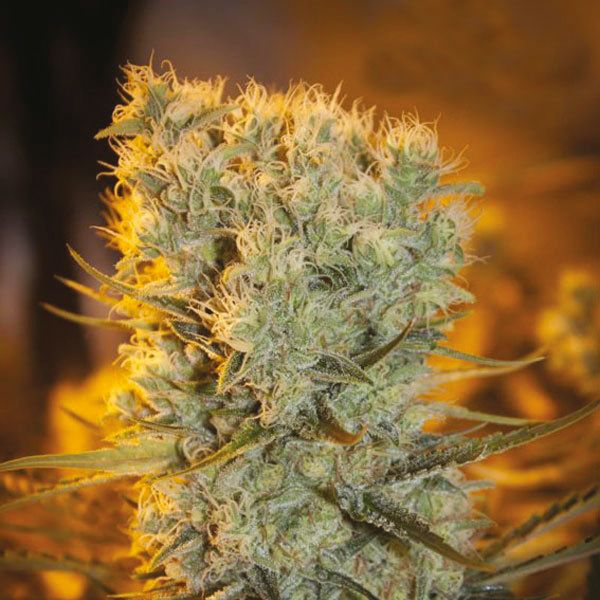 Auto Banana Kush Fem Auto Banana Kush Fem