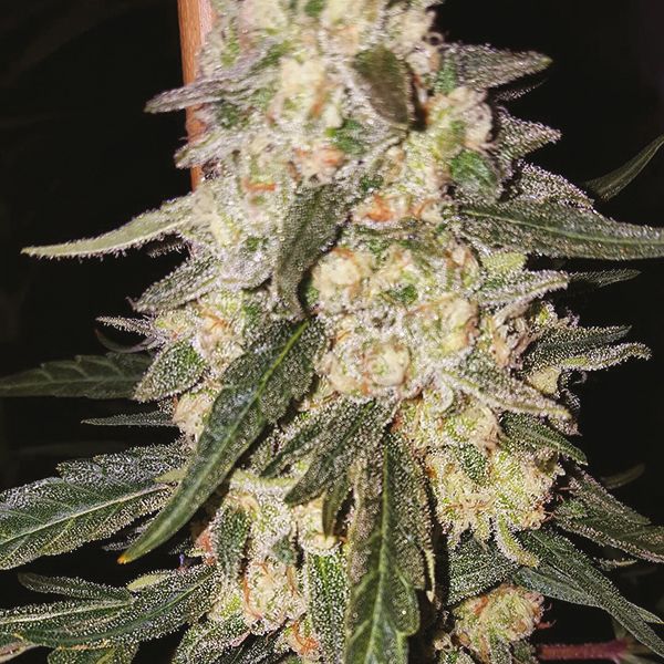 Auto Northern Lights x Big Bud Fem Auto Northern Lights x Big Bud Fem