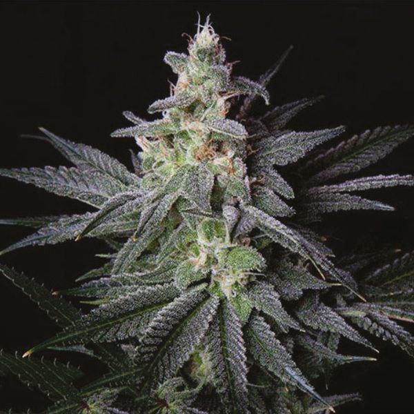 Blueberry Fem Blueberry Fem