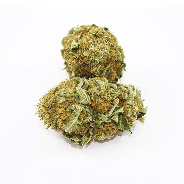 Critical x Amnesia USA 