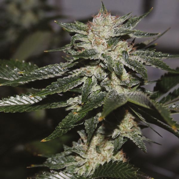 Auto Bruce seeds for sale 
