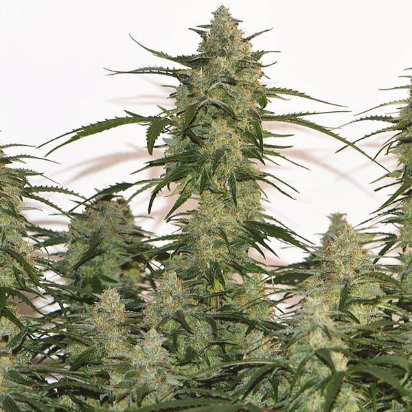 Auto Girl Scout Cookies Fem Auto Girl Scout Cookies Fem