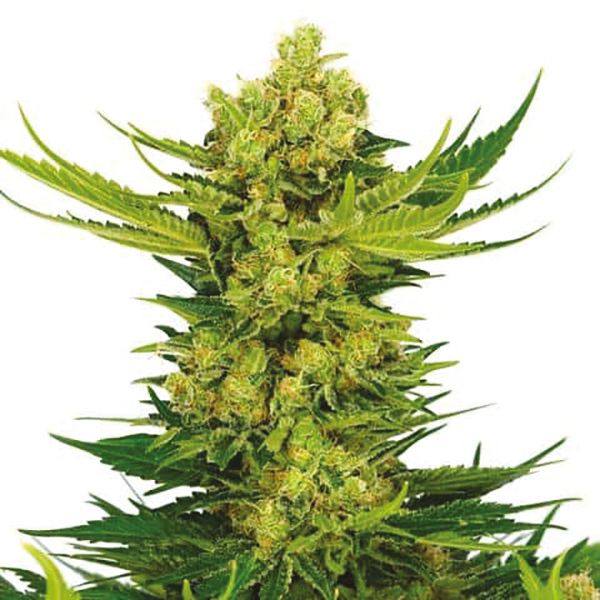 Cheese Strain Seeds 