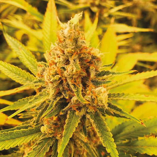 Northern Lights Fast Fem