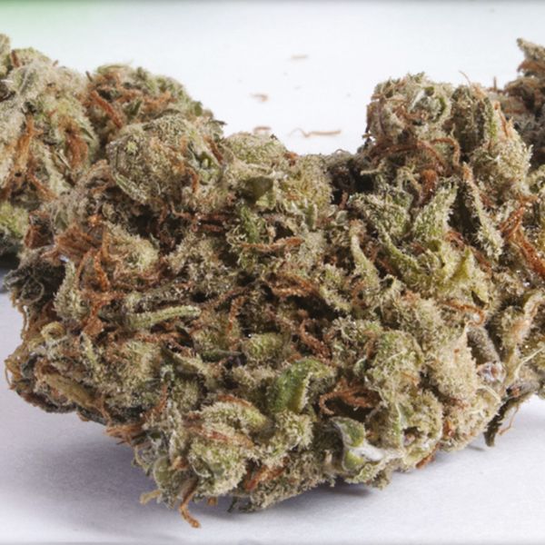 Auto Blueberry x Jack Herer Fem Auto Blueberry x Jack Herer Fem