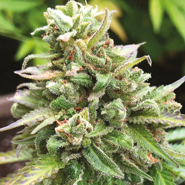 Auto Haze Fem Auto Haze Fem