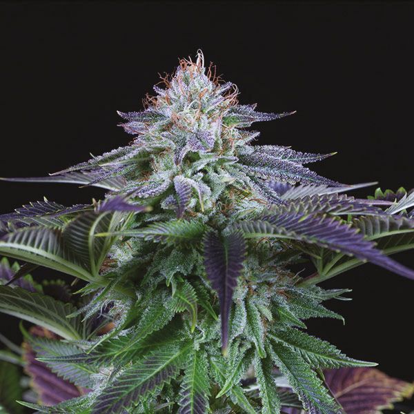 Auto CBD Kush Fem Auto CBD Kush Fem