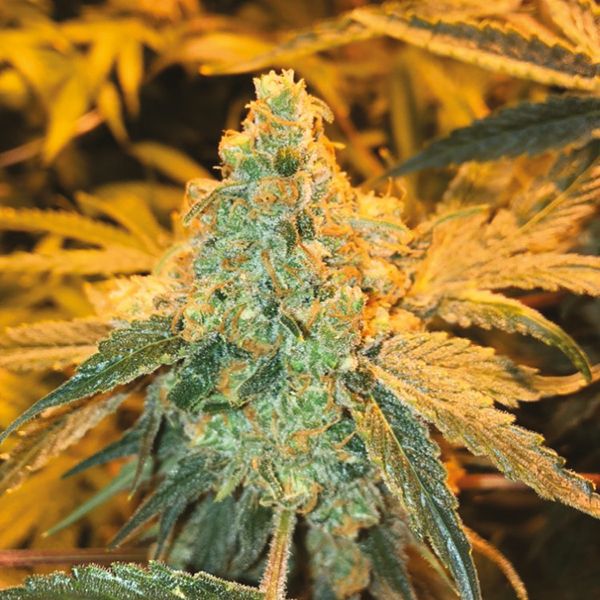 Tangie x Chocolope weed Seeds 