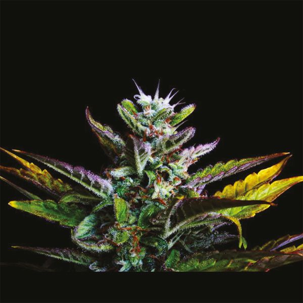 Auto Black Jack Fem Auto Black Jack Fem