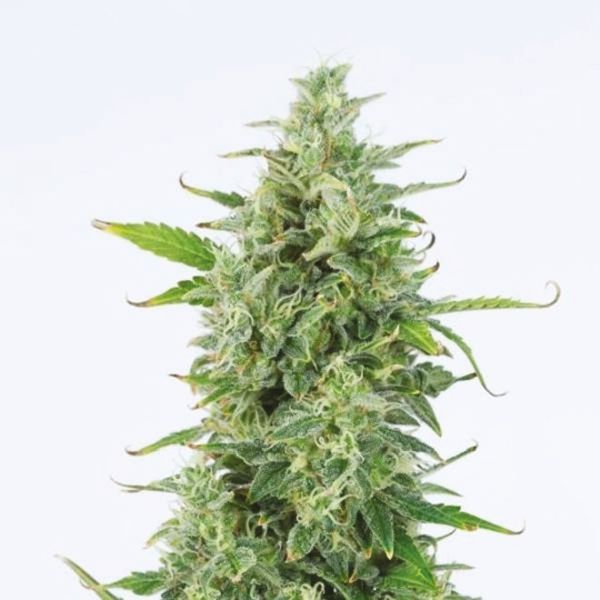 Buy Auto OG Kush Strain Seeds inthe USA 