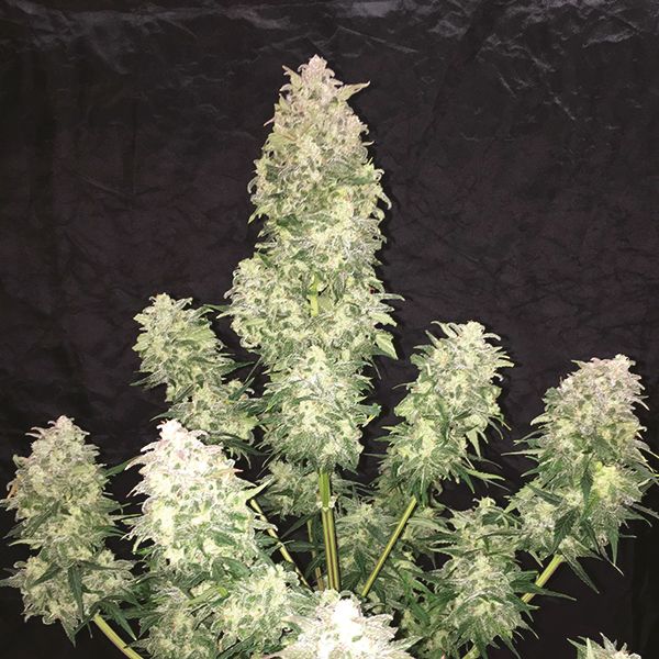 Auto Haze XL Fem Auto Haze XL Fem