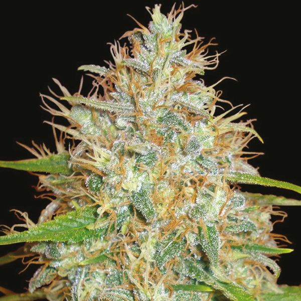 Afghan Kush x Super Skunk Fem Afghan Kush x Super Skunk Fem