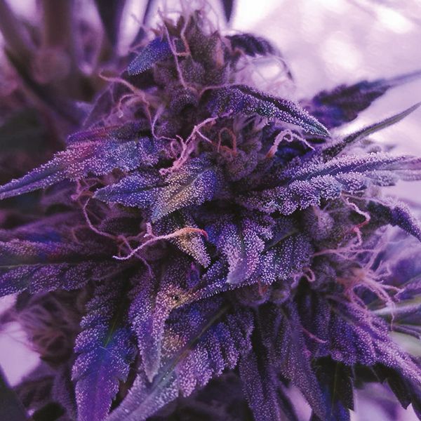 Auto Blue Cream Cheese Fem Auto Blue Cream Cheese Fem