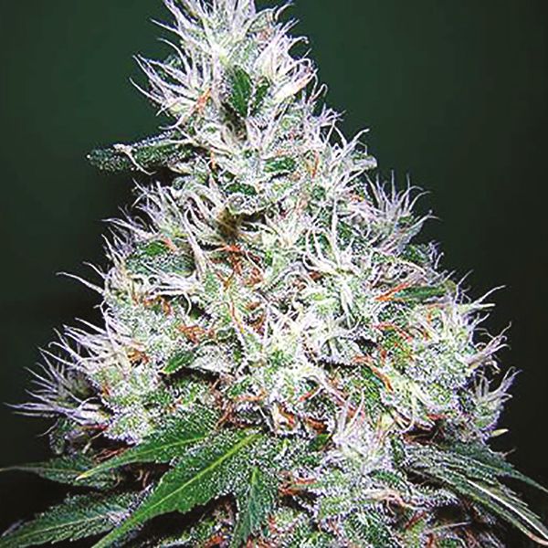 Auto Seeds USA 