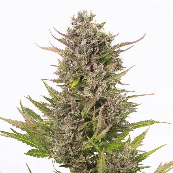 CBD Critical Mass 1 to 1 Fem CBD Critical Mass 1 to 1 Fem