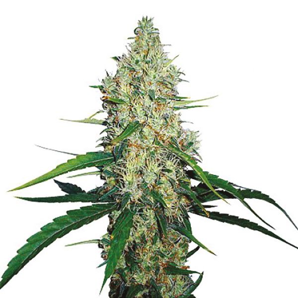 g13 strain seeds USA 
