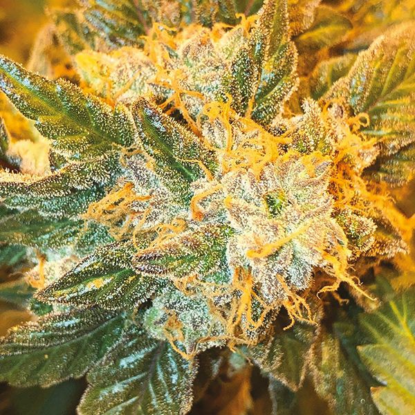 Alien OG Fem Alien OG Fem
