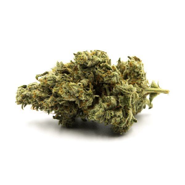 Alien Original Glue Reg