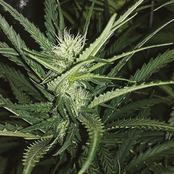 Auto Northern Lights x Blueberry Fem