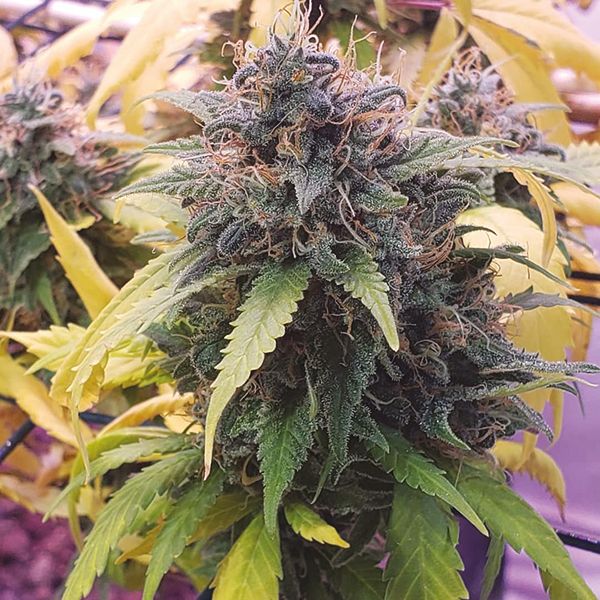 Trainwreck Fem Trainwreck Fem