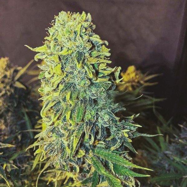 Skunk Fast seeds Online 