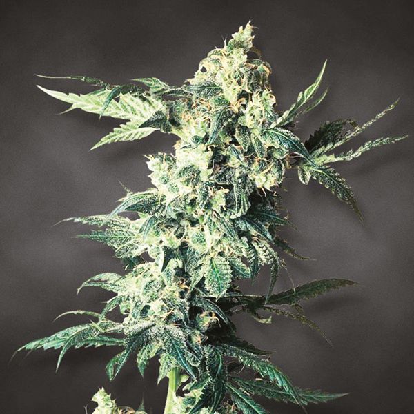 Northern Lights Fast Fem