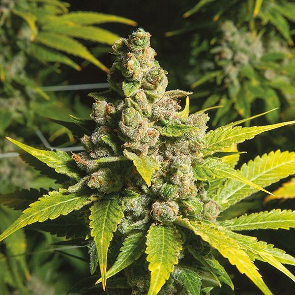 Blueberry Head Band Fem Blueberry Head Band Fem