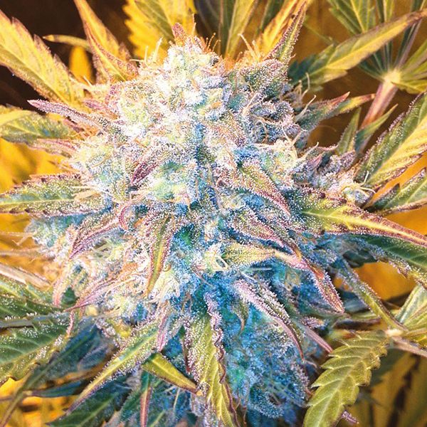 Auto Blue Cream Cheese Fem Auto Blue Cream Cheese Fem