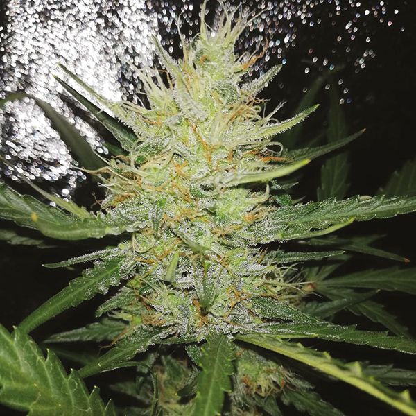 Auto Black Jack Fem Auto Black Jack Fem