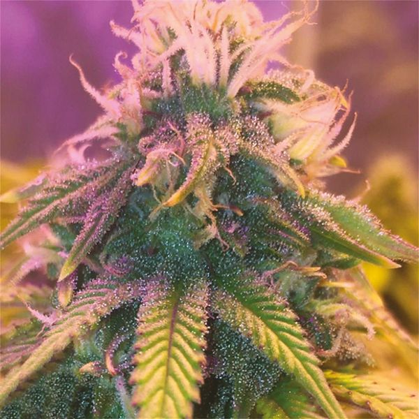 Auto Blue Cheese Fem Auto Blue Cheese Fem