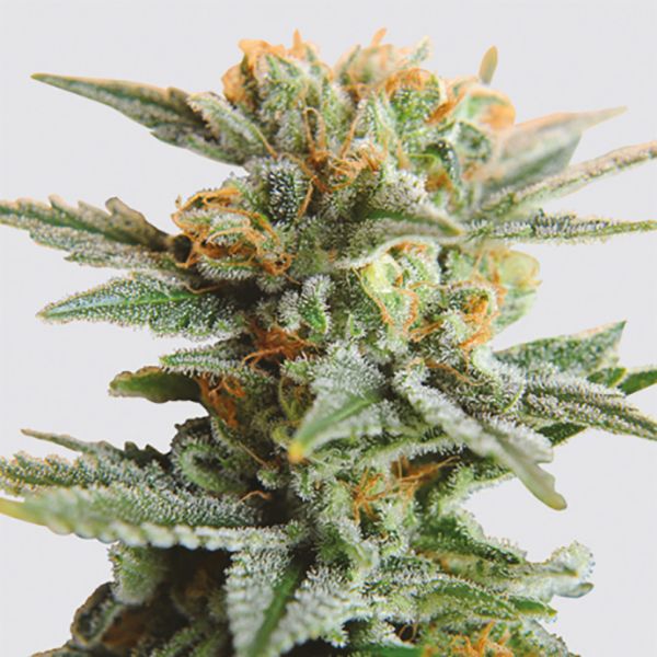 Bluebery OG Kush 