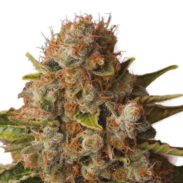 CBD White Widow 