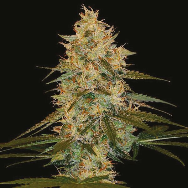 Chocolope x Kush Fem Chocolope x Kush Fem