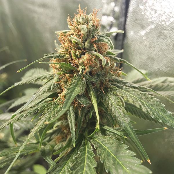 Blueberry x OG Kush Fem