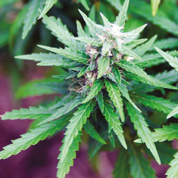 Blueberry x White Widow Fem Blueberry x White Widow Fem