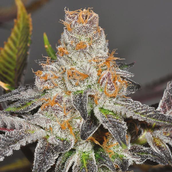 Girl Scout Cookies x Kush Fem Girl Scout Cookies x Kush Fem