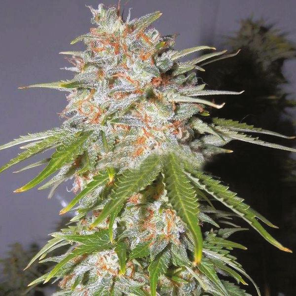 Cinderella99 x Lemon Pie Fem Cinderella99 x Lemon Pie Fem