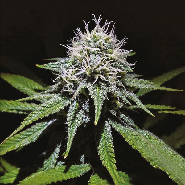 Gorilla Glue #4 x Zkittles Fem