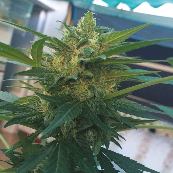 Auto Diesel Fem