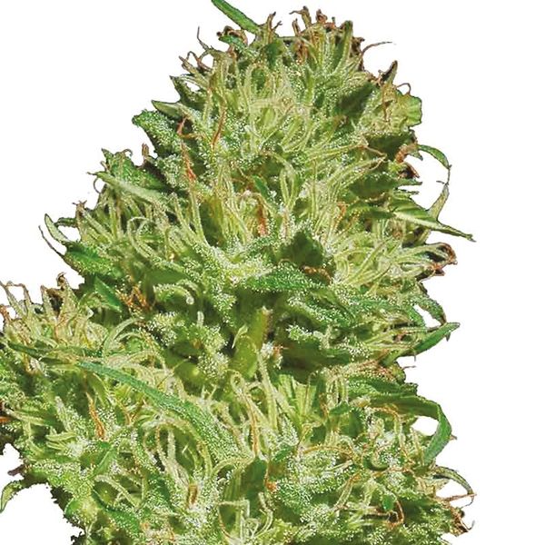 Mexican Haze Fem Mexican Haze Fem