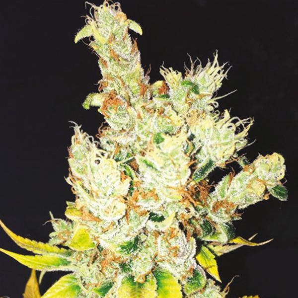 Oregon Peach Fem Oregon Peach Fem