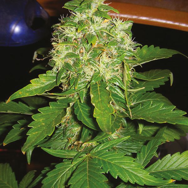 Northern Lights 10 x Amnesia Haze Fem