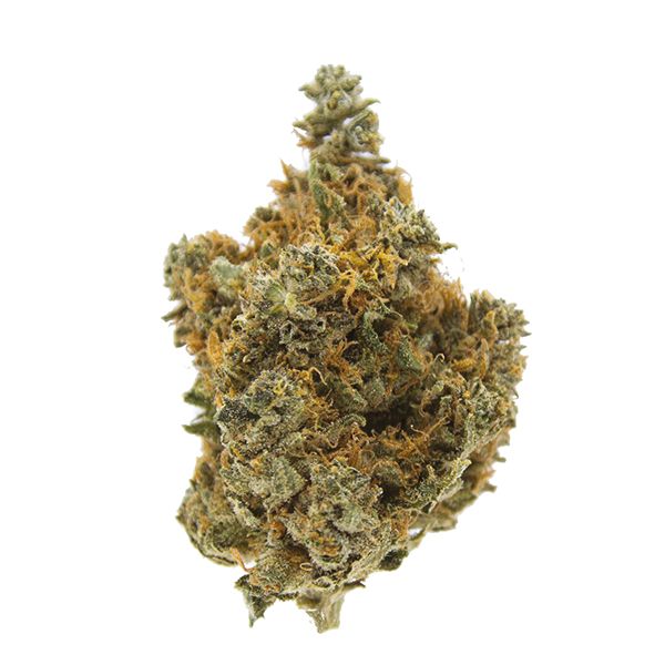 Master Kush Yield 