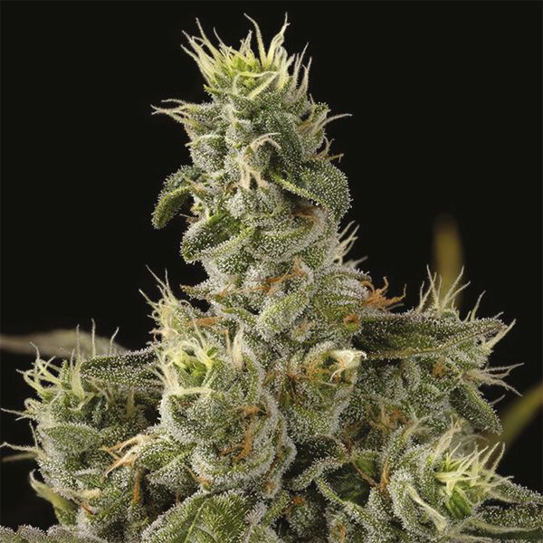 nicole kush Strain Seeds 