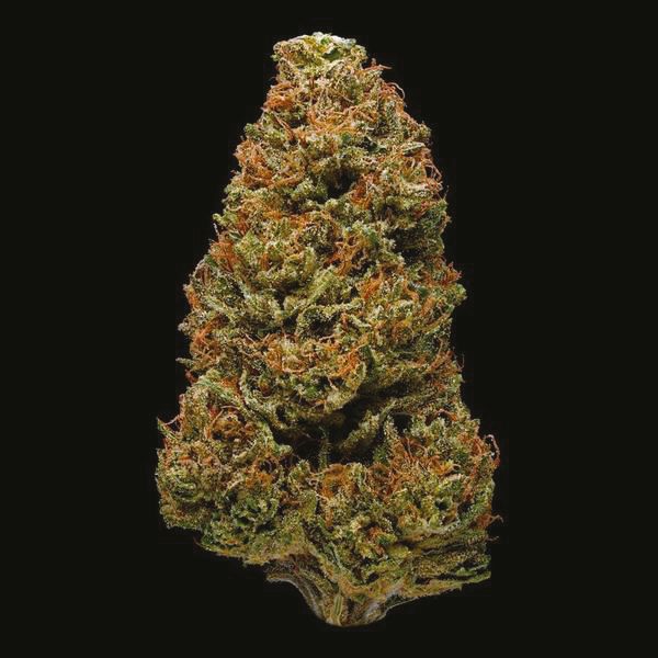 Harlequin Weed 