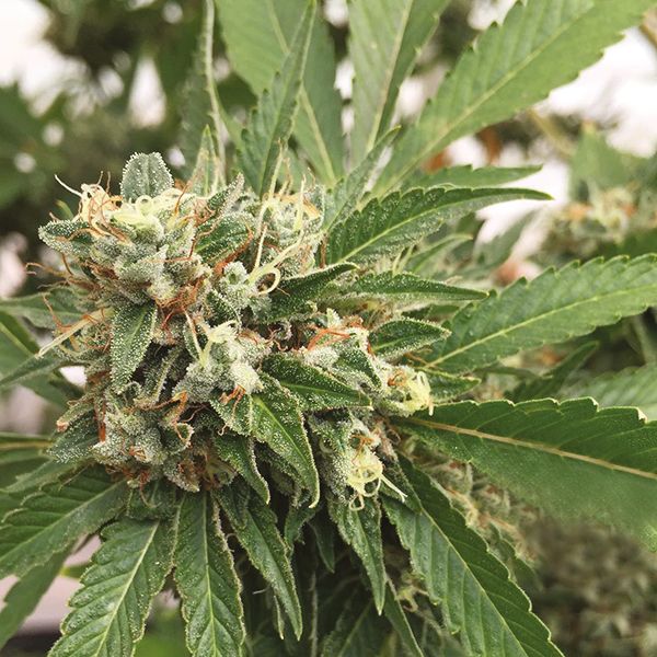 3 Kings OG Fem 3 Kings OG Fem